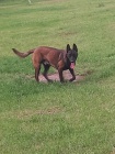 Belgick ovk malinois tata