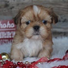 Prodm mini tata SHIH TZU