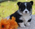 Prodm tata Pembroke Welsh Corgi.