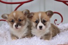 krsn a andlsk tata Pembroke Welsh Corgi na prodej.