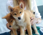 Shiba Inu tata