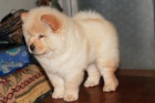 Ndhern istokrevn tata Chow Chow k adopci