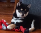 Shiba inu