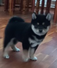 Shiba inu