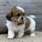 Prodm hygienicky a sociln vykolen tata SHIH TZU