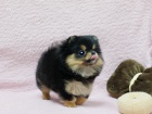 Nmeck pic trpasli (pomeranian) - tnata s pp