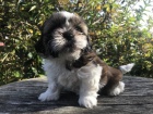 ttka shih-tzu s pp (shihtzu, i-tzu)