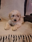 Goldendoodle tata