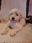 Goldendoodle tata