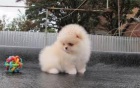 Nmeck pic trpasli (pomeranian) - tnata s pp