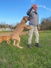 Cane Corso tata