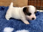 Prodm krsn a rozkon mini okovan ttka jack russell terira.