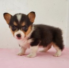 Prodm okovan, zdrav a oderven tata mini Pembroke Welsh Corgi.