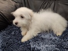 Coton de Tulear / Pekingese tata