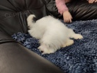 Coton de Tulear / Pekingese tata