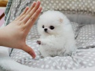 Nmeck pic. mini pomeranian bez pp