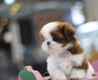 Sladk tata Shih Tzu na prodej