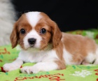 Prodm tata mini Cavalier King Charles Spaniel