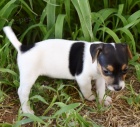 Prodm tata jack russell terira.