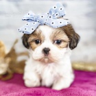 Prodm tata SHIH TZU