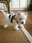 Prodm mini mini tata West Highland White Terriers