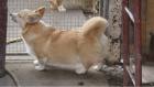 Velsk Corgi Pembroke tata