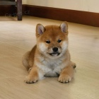 Ndhern ttka Shiba Inu k adopci.