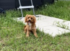 Ndhern Cavapoo ttka k adopci.