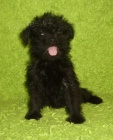 Rozkon tata Affenpinscher  k adopci