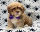 Rozkon tata Lhasa Apso k adopci