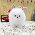 Pomeranian k adopci.