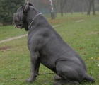  k dispozici tata cane corso