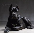  k dispozici tata cane corso