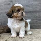 Prodm tata SHIH TZU