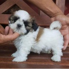 Rozkon ttka Shih Tzu do novch domov