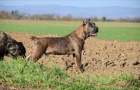 Cane Corso samec na prodej