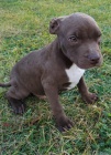 Americk pitbulterir TATA