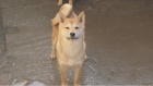 Shiba Inu tata na prodej