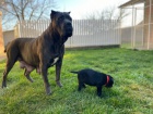 Cane Corso tata na prodej