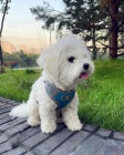 Bichon Frise tata k adopci.