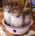 Prodm tata SHELTIE