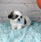 Prodm tata SHIH TZU