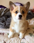 Prodm okovan mini tata Pembroke Welsh Corgi.