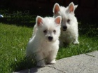 Prodm krsn okovan mini tata West Highland White Terriers