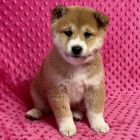 Prodm tata shiba inu