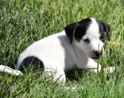 Prodm zdrav tata jack russell terira.