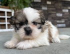 Prodm tata SHIH TZU