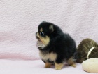 Nmeck pic. mini pomeranian bez pp