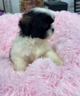 tn shih tzu hledm k prodeji