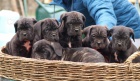 Cane Corso tata